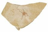 Jurassic Brittle Star Fossil - Solnhofen #256662-1